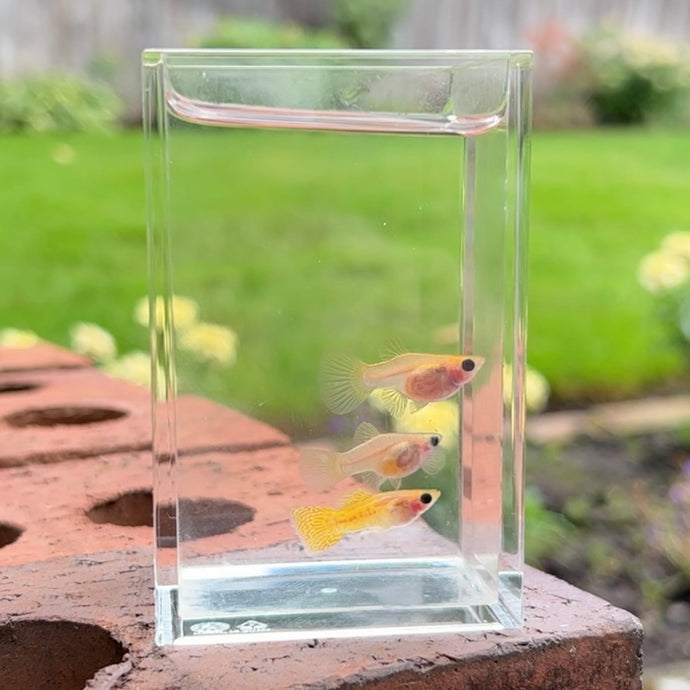 Yellow Lace Glass Belly Guppy Trio
