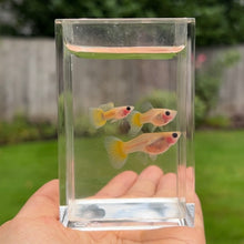 Load image into Gallery viewer, Banana Glass Belly Guppy Trio
