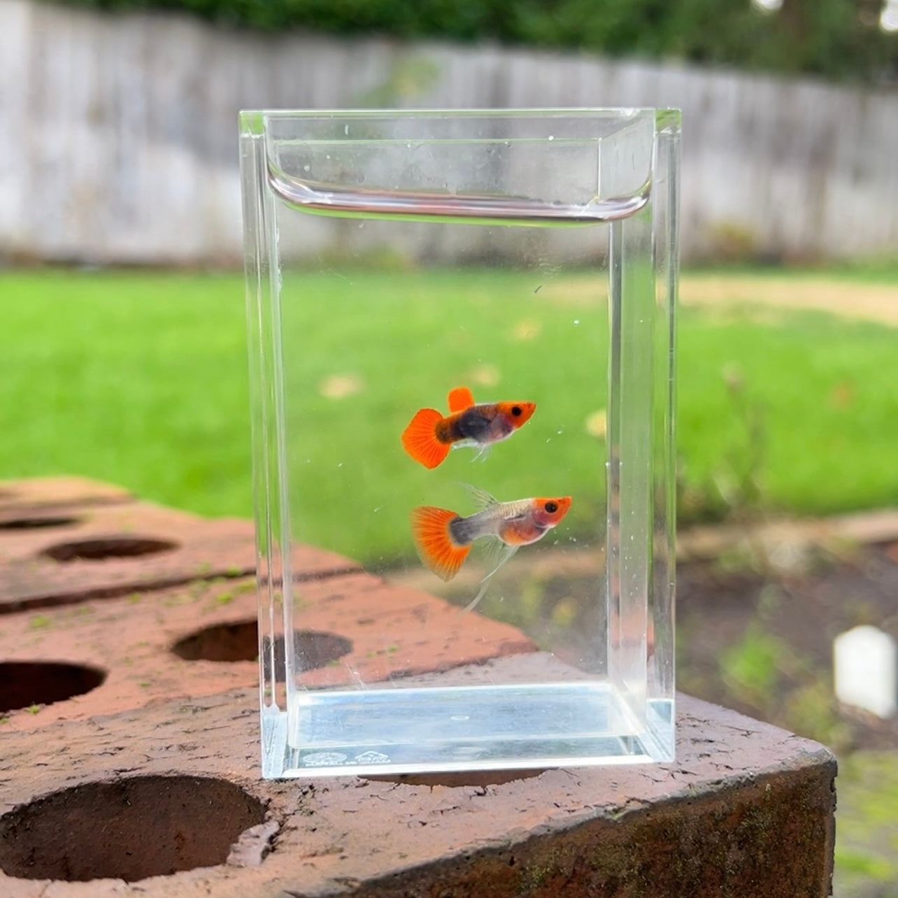 Ribboned Pumpkin Koi Glass Belly Guppy Pair – Fish Portals