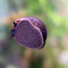 Cargar imagen en el visor de la galería, Blueberry Snail (Viviparus sp.)
