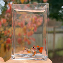 Load image into Gallery viewer, Pumpkin Glass Belly Guppy Pair
