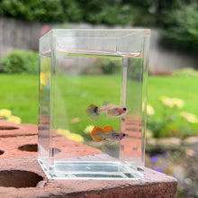 Load image into Gallery viewer, Lava Mosaic Glass Belly Guppy Pair
