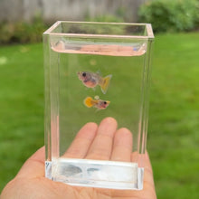 Load image into Gallery viewer, Yellow Koi Glass Belly Guppy Pair
