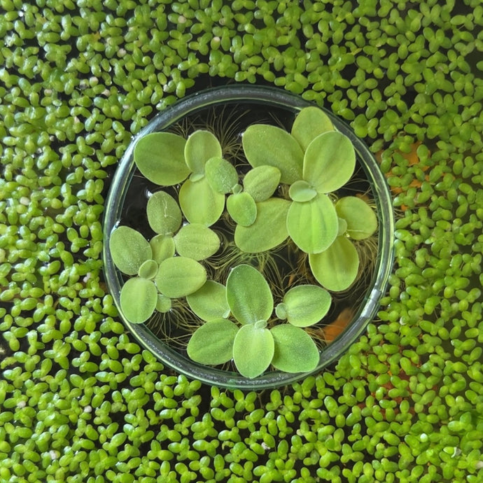 Dwarf Water Lettuce | Live Floating Plant