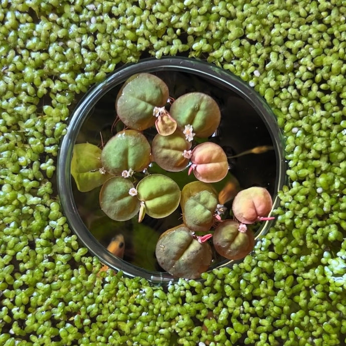 Flowered Red Root Floaters | Live Floating Plant