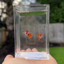 Load and play video in Gallery viewer, Ribboned Pumpkin Koi Glass Belly Guppy Pair
