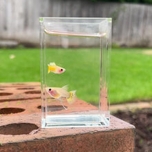 Load and play video in Gallery viewer, Ribboned Banana Glass Belly Guppy Pair
