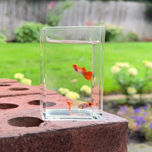 Load and play video in Gallery viewer, Orange Koi Glass Belly Guppy Pair
