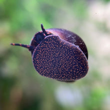 Cargar y reproducir el video en el visor de la galería, Blueberry Snail (Viviparus sp.)
