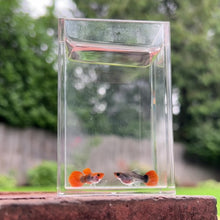 Load and play video in Gallery viewer, Pumpkin Koi Glass Belly Guppy Pair
