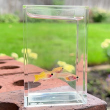 Load and play video in Gallery viewer, Yellow Lace Glass Belly Guppy Trio
