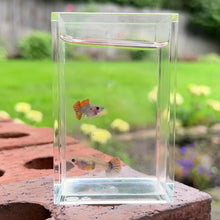 Load and play video in Gallery viewer, Lava Mosaic Glass Belly Guppy Pair

