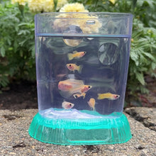 Load and play video in Gallery viewer, Breeder Pack Yellow Lace Glass Belly Guppy
