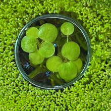 Load image into Gallery viewer, Amazon Frogbit | Live Floating Plant
