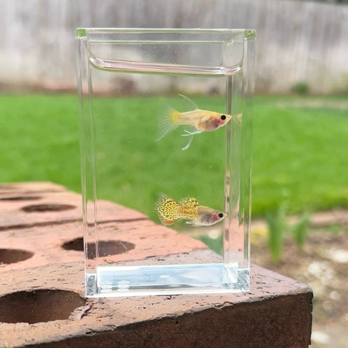 Ribboned Metal Lace Glass Belly Guppy Pair
