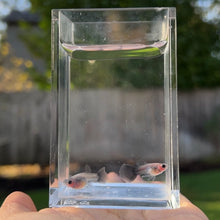 Load image into Gallery viewer, Silver Fox Glass Belly Guppy Pair
