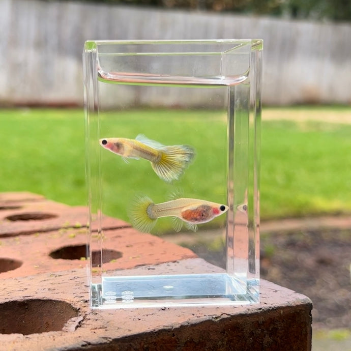 Zombie Glass Belly Guppy Pair