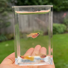 Load image into Gallery viewer, Yellow Lace Glass Belly Guppy Trio
