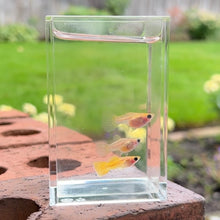 Load image into Gallery viewer, Yellow Lace Glass Belly Guppy Trio
