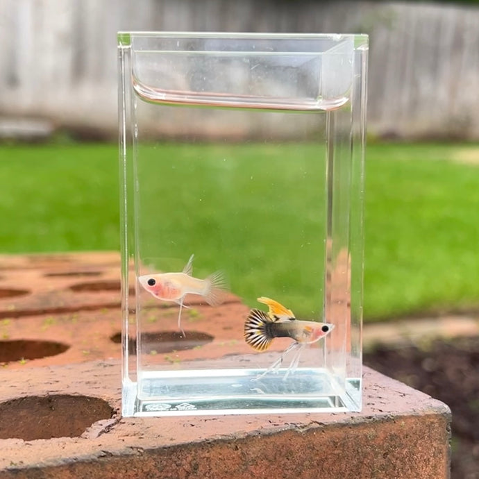 Ribboned Tucan Glass Belly Guppy Pair
