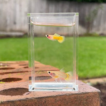 Load image into Gallery viewer, Ribboned Banana Glass Belly Guppy Pair
