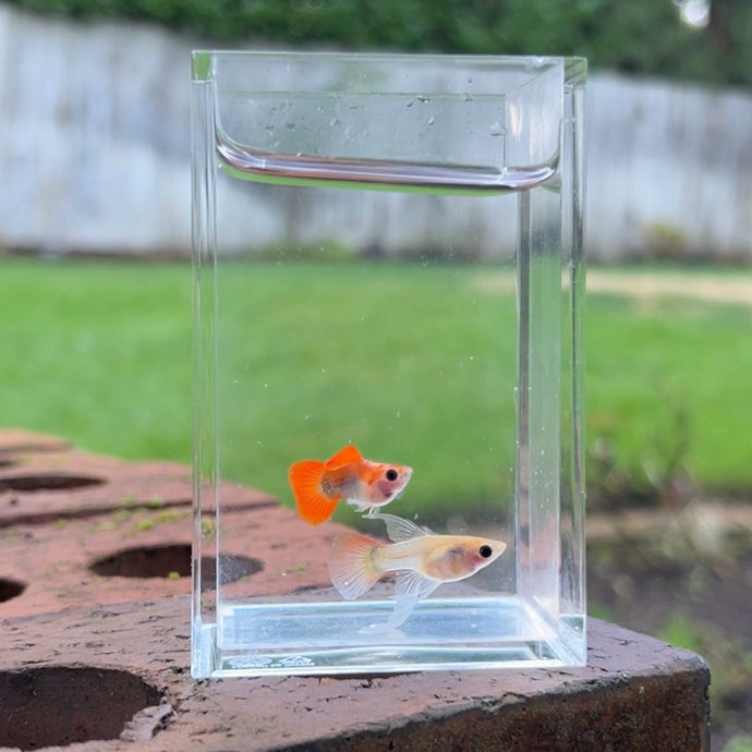 Ribboned Clementine Glass Belly Guppy Pair