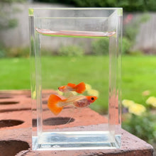 Load image into Gallery viewer, Ribboned Orange Koi Glass Belly Guppy Pair
