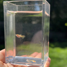 Load image into Gallery viewer, Adoption Glass Belly Guppy
