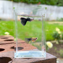 Load image into Gallery viewer, Ribboned Black Skirt Glass Belly Guppy Pair
