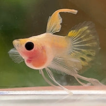 Load image into Gallery viewer, Ribboned Shark Fin Glass Belly Guppy Pair
