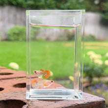 Load image into Gallery viewer, Tiger Koi Mosaic Glass Belly Guppy Pair
