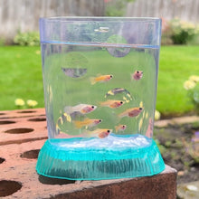 Load image into Gallery viewer, Breeder Pack Yellow Lace Glass Belly Guppy
