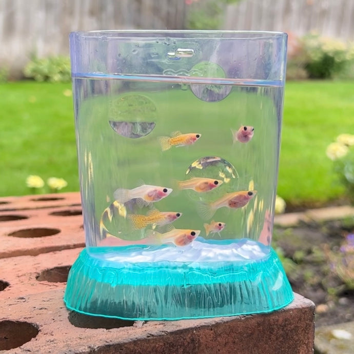 Breeder Pack Yellow Lace Glass Belly Guppy
