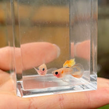 Load image into Gallery viewer, Ribboned Stardust Glass Belly Guppy Pair
