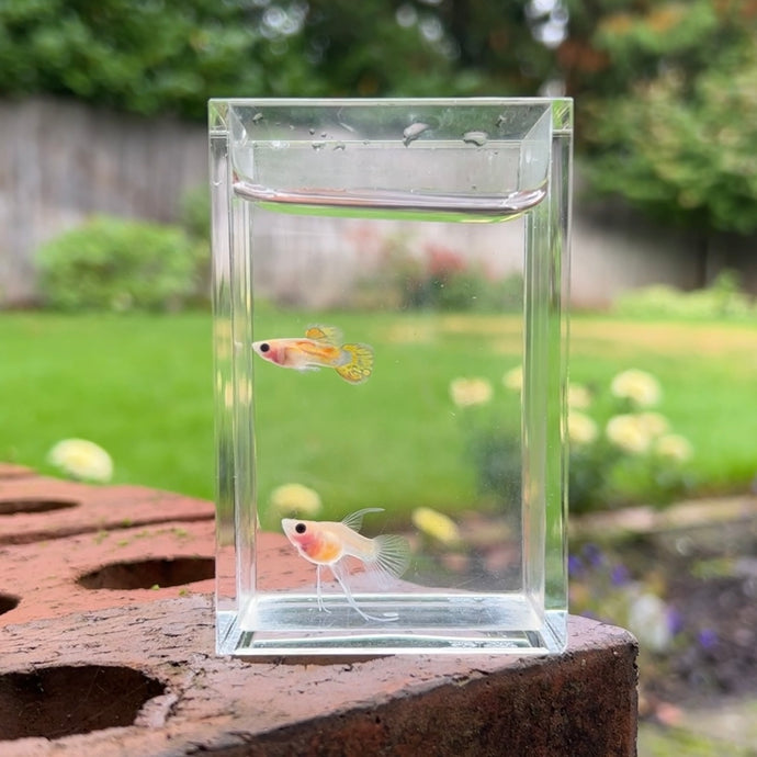 Ribboned Skittle Glass Belly Guppy Pair