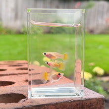 Load image into Gallery viewer, Banana Glass Belly Guppy Trio
