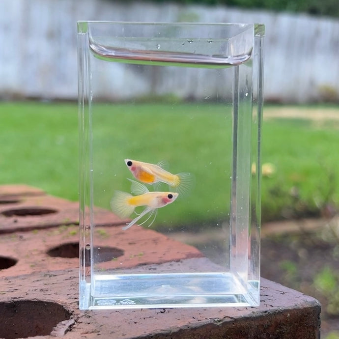Ribboned Gold Glass Belly Guppy Pair