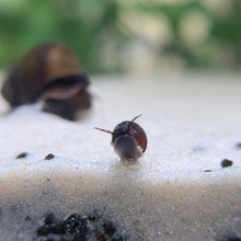 Load image into Gallery viewer, Blueberry Snail Pair
