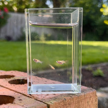 Load image into Gallery viewer, Adoption Glass Belly Guppy
