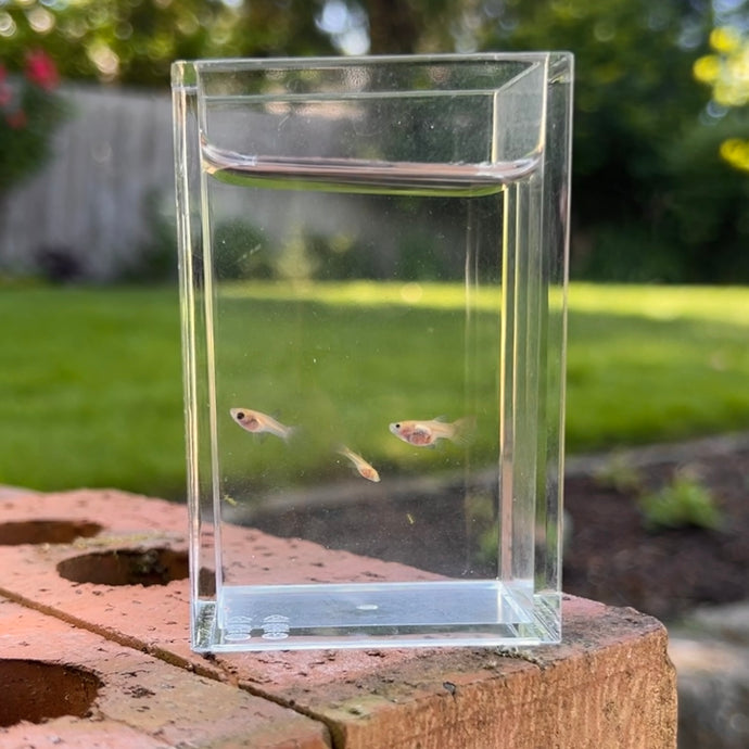 Adoption Glass Belly Guppy