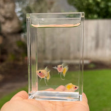 Load image into Gallery viewer, Ribboned Banana Glass Belly Guppy Trio
