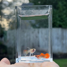 Load image into Gallery viewer, Ribboned Clementine Glass Belly Guppy Pair
