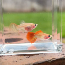 Load image into Gallery viewer, Autumn Glass Belly Guppy Pair
