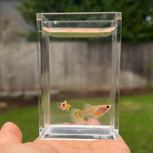 Load image into Gallery viewer, Ribboned Banana Glass Belly Guppy Pair
