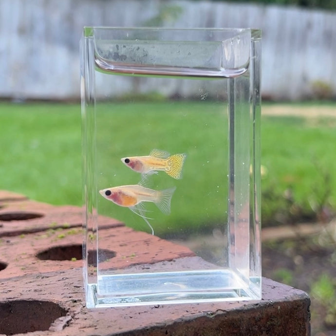 Ribboned Gold Lace Glass Belly Guppy Pair