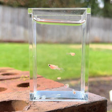 Load image into Gallery viewer, Mystery Young Glass Belly Guppy Fish
