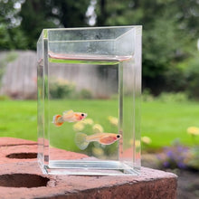Load image into Gallery viewer, Skittle Glass Belly Guppy Pair
