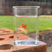 Load image into Gallery viewer, Blonde Glass Belly Guppy Pair

