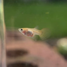 Load image into Gallery viewer, Adoption Glass Belly Guppy
