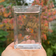 Load image into Gallery viewer, Tiger Koi Mosaic Glass Belly Guppy Pair
